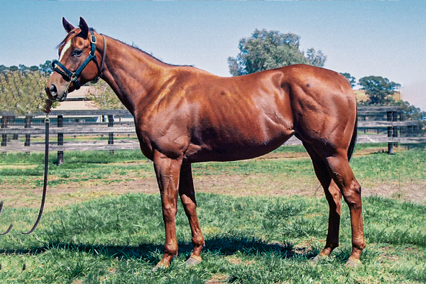 CARSON JEN just prior to sale as a broodmare prospect. (GVL photo)