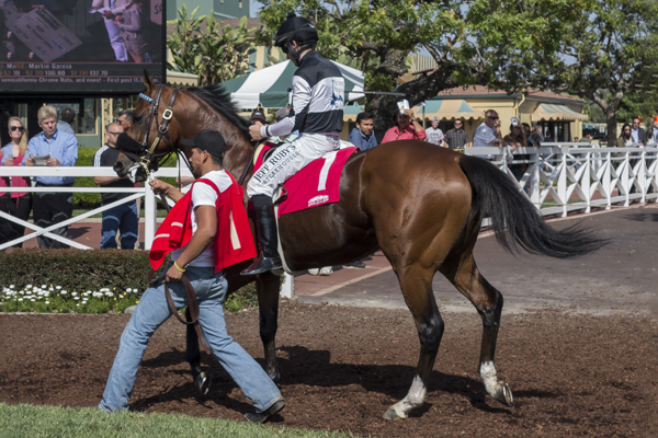 FEROCIOUS in the paddock at Santa Anita. (GVL photo)