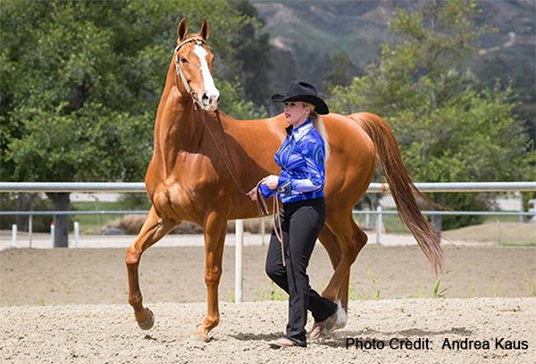 Thoroughbred Royal FJ begins his second career as a show horse