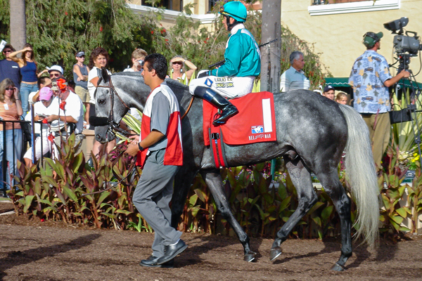 RUNAWAY DANCER in the paddock at Del Mar (GVL photo)