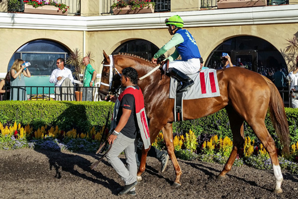 KENJISSTORM in the paddock at Del Mar (GVL photo)