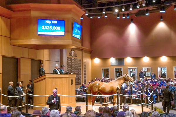 Polite Smile sells at the 2017 Fasig Tipton Kentucky November sale. (GVL photo)