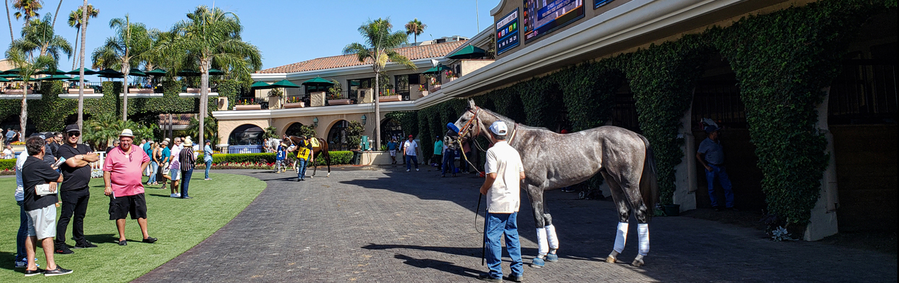 AMERICAN THEOREM schooling in the Del Mar paddock the day before his first start.