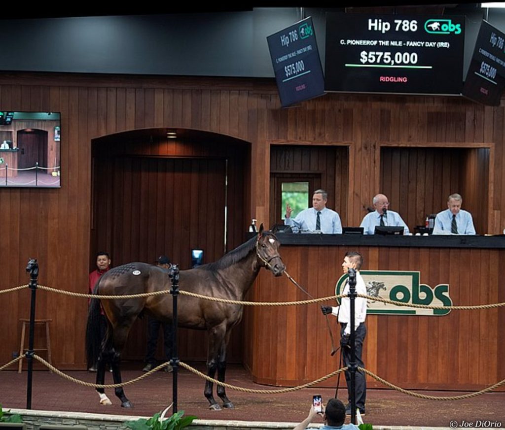 hip 786 colt by Pioneerof the Nile-Fancy Dayin the ring at the OBS April 2021 Spring sale