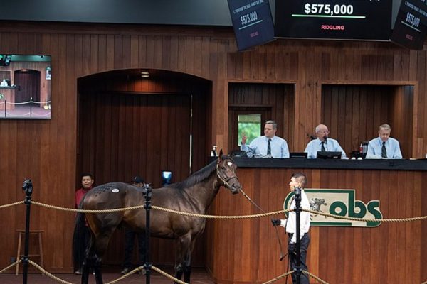 hip 786 colt by Pioneerof the Nile-Fancy Dayin the ring at the OBS April 2021 Spring sale