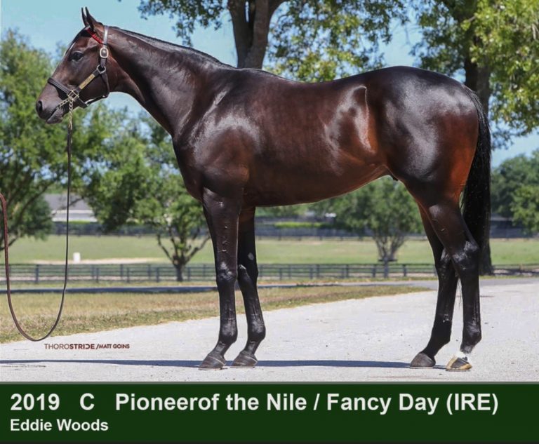 hip 786 colt by Pioneerof the Nile-Fancy Day at the OBS April 2021 Spring sale (ThoroStride photo)