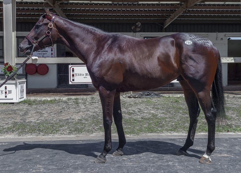 CABO SPIRIT at purchase as a 2yr old